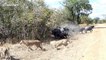 Tourists watch pride of lioness hunting down baby buffalo