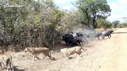 Tourists watch pride of lioness hunting down baby buffalo