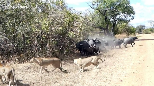 Tourists watch pride of lioness hunting down baby buffalo