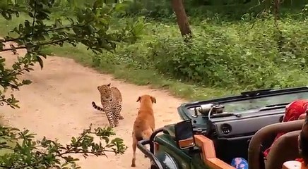Dog vs Leopard / Chien vs Léopard