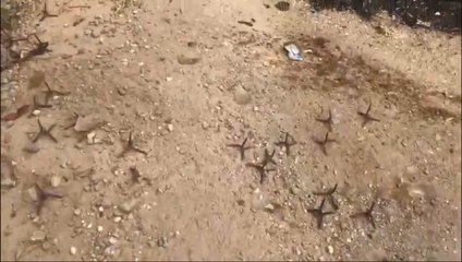 Megaoperação de resgate tem caminhões incendiados e explosão em presídio de Piraquara