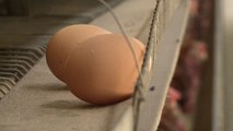 철원농가 달걀서 '살충제 대사물질' 기준치 초과 / YTN