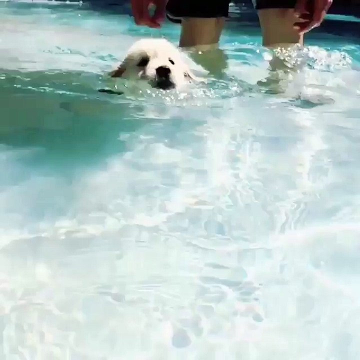 swim like a boss with cute goldens