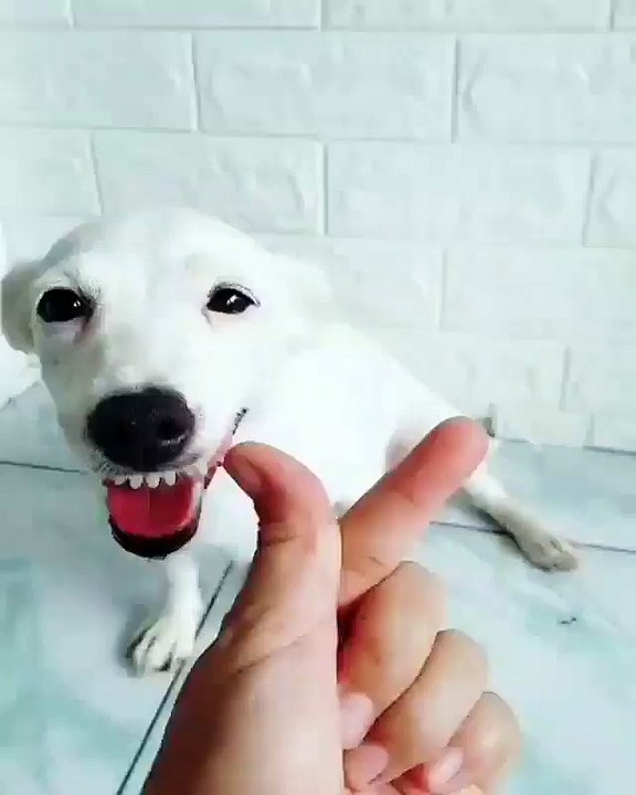 sing around with your dog