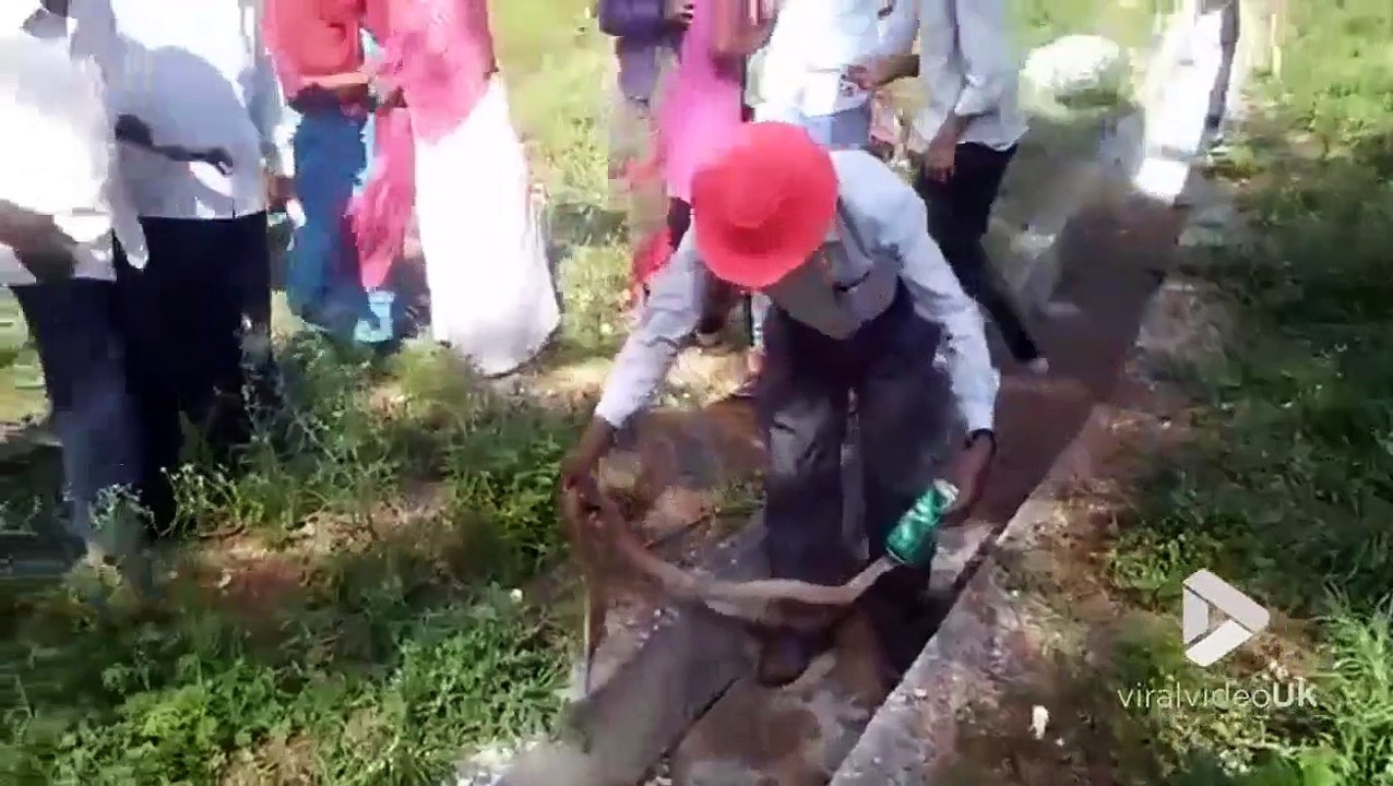 Il sauve un cobra qui a la tête coincée dans une canette