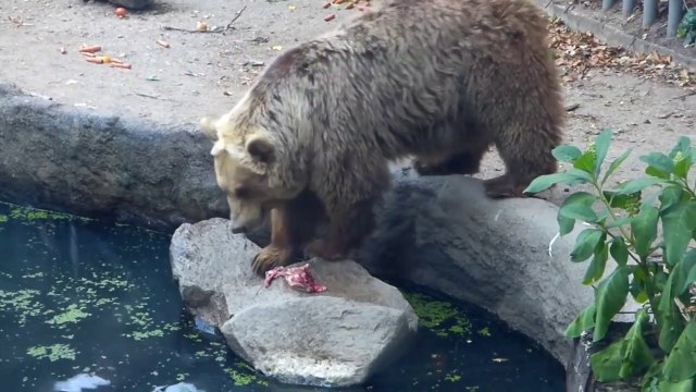 Un ours sauve un oiseau en train de se noyer
