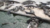 Des centaines de crocodiles viennent manger... Impressionnant