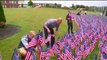 Student Places Thousands of Flags on High School Lawn to Honor 9/11 Victims