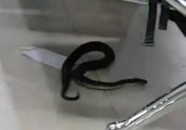 Snake Slithers Under Seats Inside Filipino Airport