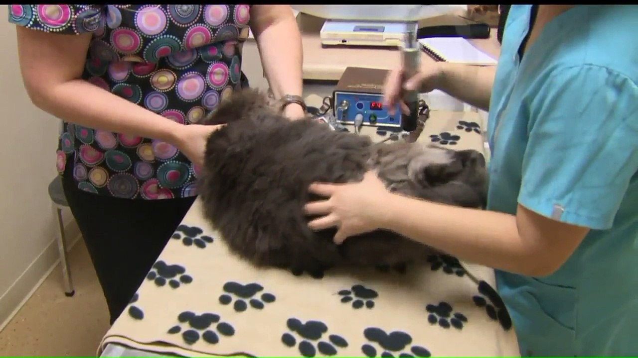 Underwater Treadmill Helping Overweight Cat Shed Pounds