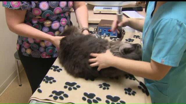 Underwater Treadmill Helping Overweight Cat Shed Pounds