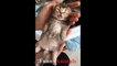 Cutest Cats! Cute is Not Enough - FUNNY CATS! 2018