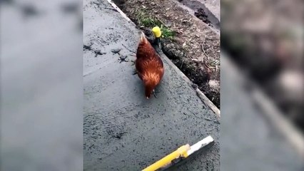 Galinha anda em cimento fresco e causa destruição