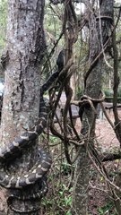 Coastal Python Slithers Up Tree