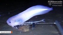 Bizarre New Species Discovered In The Deepest Depths Of The Pacific Ocean