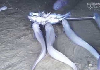 Three New Species Discovered in the Depths of the Pacific