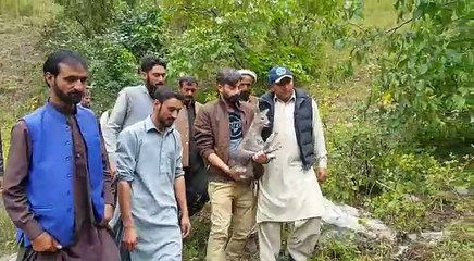 Injured musk deer released in Karakoram national park