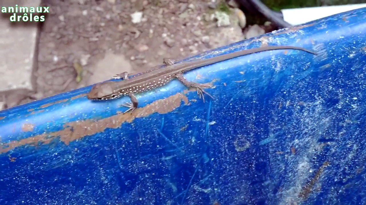Petit lézard