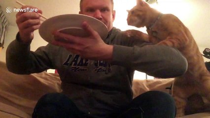 Arne the ginger cat really loves spicy stir-fry