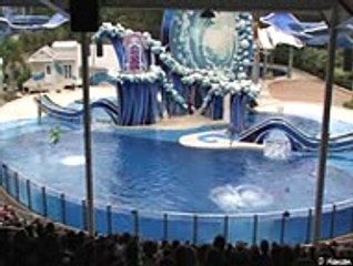 HAVE YOU EVER SEEN DOLPHIN CIRCUS, HERE IS .... IT