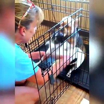 La réaction des chiens quand ils comprennent qu’ils doivent aller prendre un bain