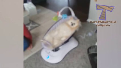 LAUGH HARDER than EVER BEFORE! - Super FUNNY  WEIRD ANIMALS