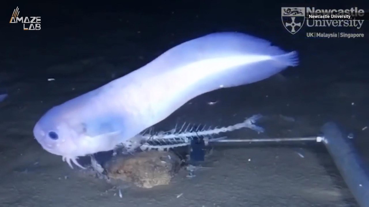 New Species of Ghostly Fish Found in Ocean's Deepest Depths