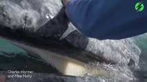 Une baleine se laisse caresser par des touristes... Moment magnifique