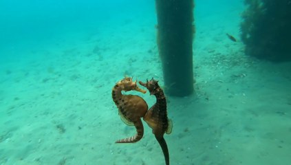 Ce couple d’hippocampes est adorable et très amoureux