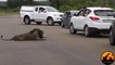 Ce touriste va comprendre pourquoi il ne faut pas sortir de la voiture pour filmer des lions en liberté