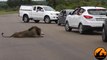 Ce touriste va comprendre pourquoi il ne faut pas sortir de la voiture pour filmer des lions en liberté