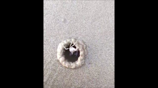Ce crabe se construit une maison en sable en quelques secondes