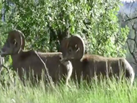 BAAH! Rare bighorn sheep sighting in Northern Arizona - ABC15 Digital