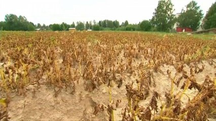 Небогатый урожай норвежских фермеров