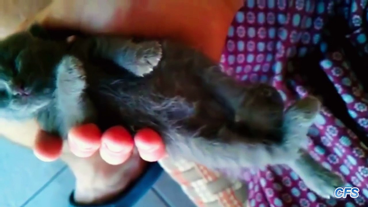 'Kittens Sleeping in Hands Compilation'
