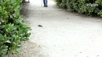 A Clichy, les rats prolifèrent