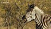 Sleepy zebra makes hilarious faces