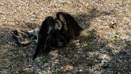 Hawk Rescued from Snake