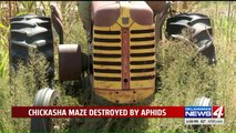 Oklahoma Family Farm's Corn Maze Destroyed by Bugs