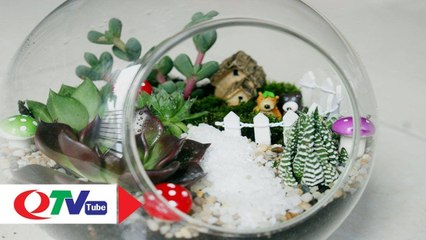 Sang chảnh với tiểu cảnh hoa sen đá - QTV