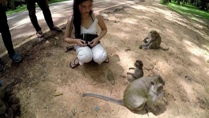Smart Girl Give Foods To Funny Monkeys (2)