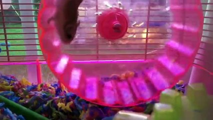 Funniest Pets of the Week Compilation April 2018 | Funny Pet Videos