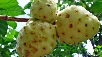The Big Benefits of the Little Noni Fruit