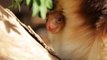Hello World: Endangered Tree Kangaroo Peers From Mother's Pouch for First Time