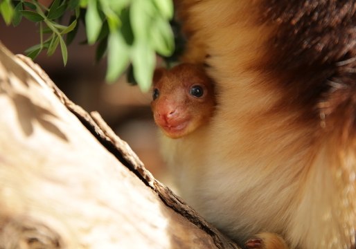 Hello World: Endangered Tree Kangaroo Peers From Mother's Pouch for First Time