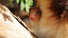 Hello World: Endangered Tree Kangaroo Peers From Mother's Pouch for First Time