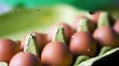 Health Benefits of Eggs | What Happens to your Body if you eat 3 Eggs every day?