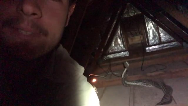 Des serpents se battent devant cet homme dans le grenier de cette femme