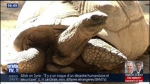 Une cinquantaine de tortues protégées volées dans un parc animalier en Corse