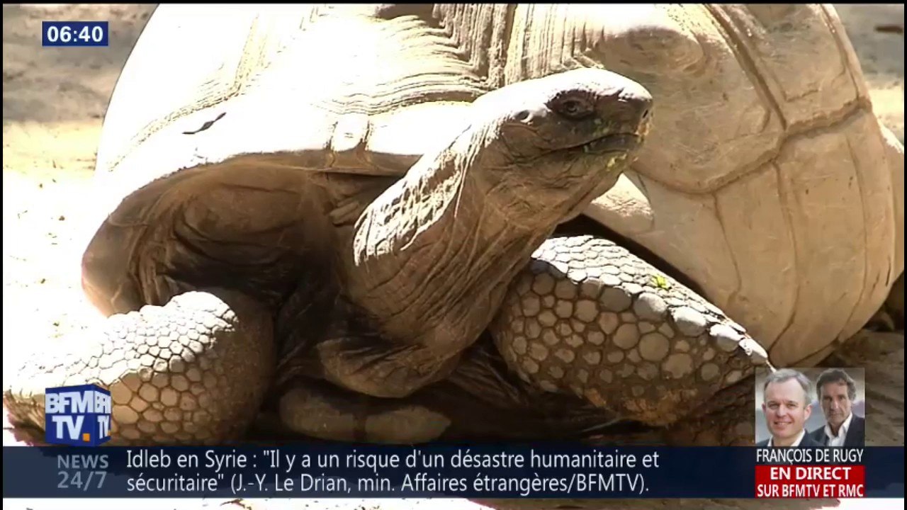 Une cinquantaine de tortues protégées volées dans un parc animalier en Corse